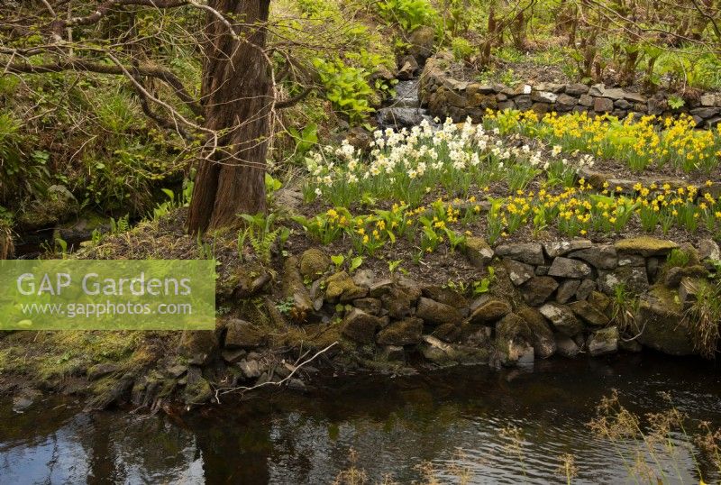 Narcissus on a small rocky island surrounded by a stream at Dunvegan Castle Gardens.