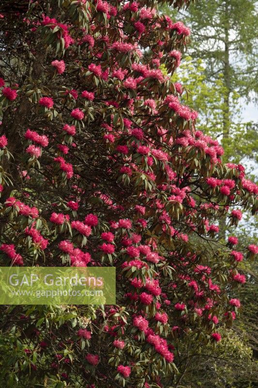 Rhododendron arboreum subs. zeylanicum a large red rhododendron in  Inverewe Garden.