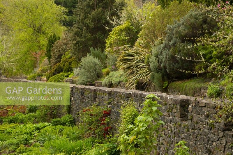 Shades of green spring foliage along a stone wall and walkway at Armadale Castle Gardens.
