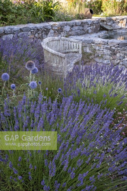 Clumps of Lavender and Echinops ritro 'Veitch's Blue' with a wooden bench behind