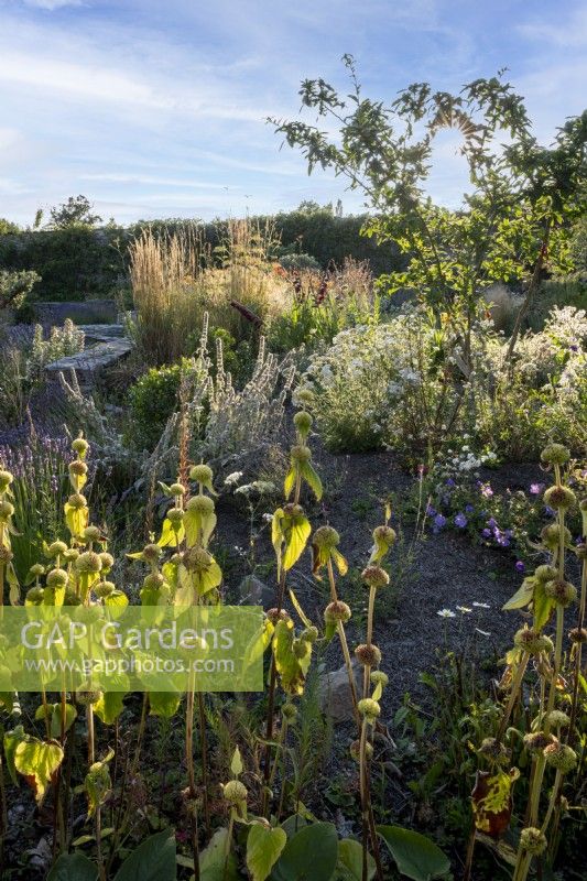 Phlomis russeliana, Stachys byzantina and Ammi majus mix with herbs in late summer dry garden