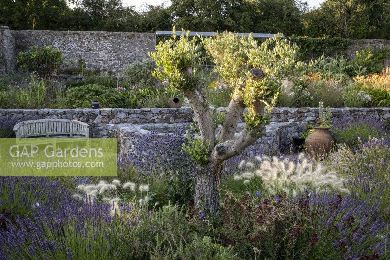 Olive tree at the centre of drought tolerant garden planted with Lavender, Pennisetum villosum and a selection of herbs.  The Walled Garden at Staverton, Devon