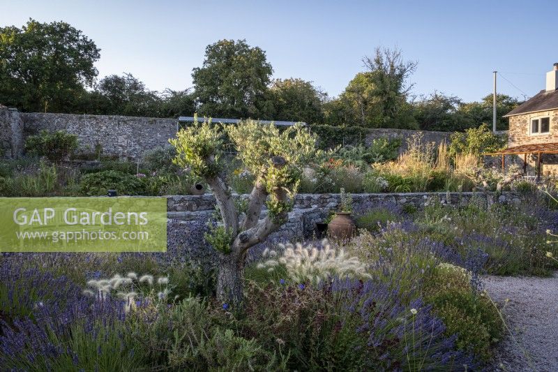 Olive tree at the centre of drought tolerant garden planted with Lavender, Pennisetum villosum and a selection of herbs.  The Walled Garden at Staverton, Devon