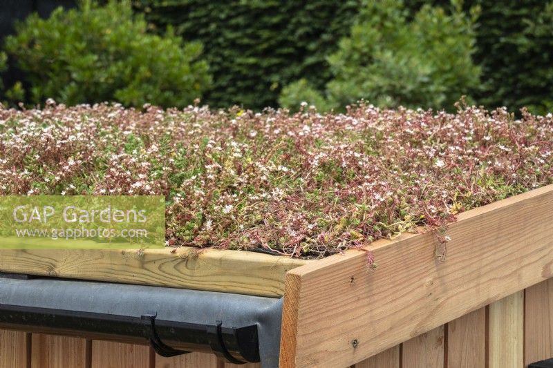 Drought tolerant sedum planting on a wooden bin store green roof - designer Tom Massey - RHS Resilient Garden, RHS Hampton Court Palace Garden Festival.