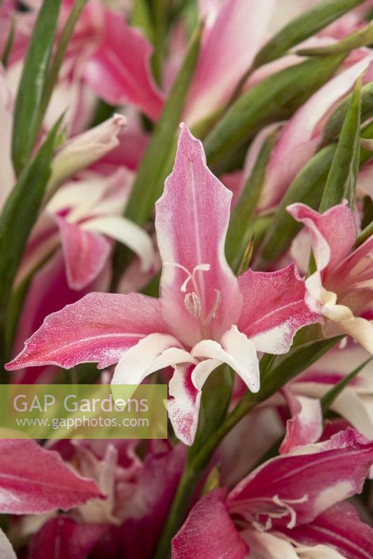 Gladiolus nanus 'Galaxian' - dwarf gladioli - RHS Hampton Court Palace Garden Festival 2023 - Pheasant Acre Plants.
