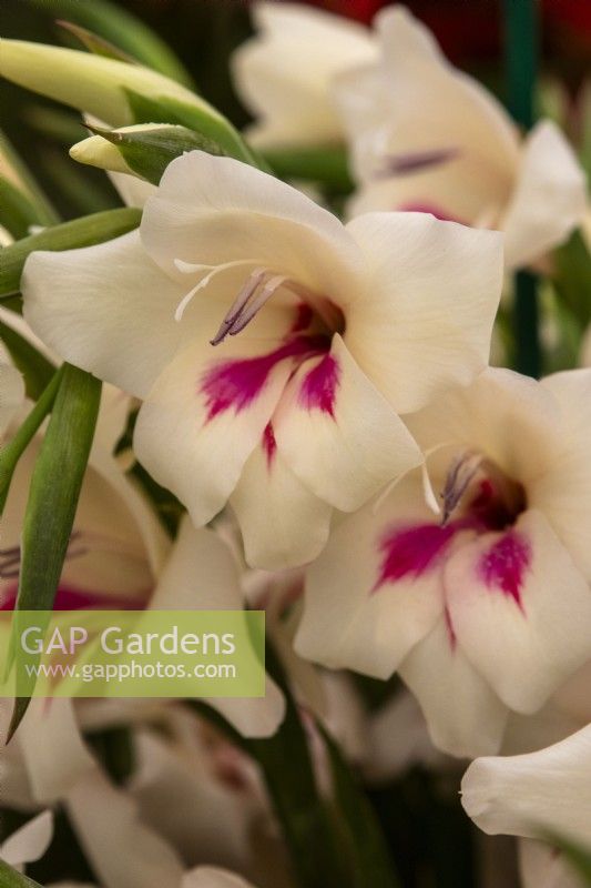 Gladiolus nanus 'Carine' - gladioli - RHS Hampton Court Palace Garden Festival 2023 - Pheasant Acre Plants.