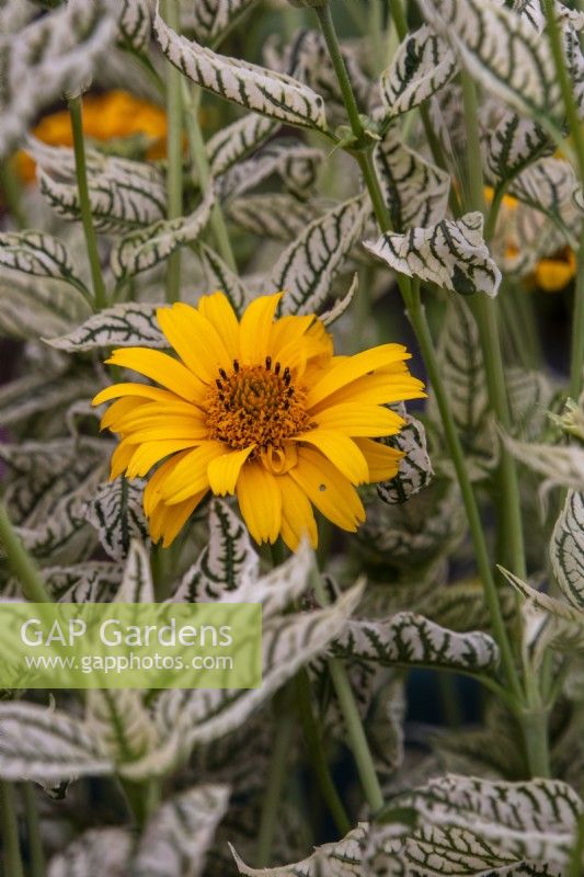 Heliopsis helianthoides 'Loraine Sunshine - North American Ox-eye - RHS Hampton Court Palace Garden Festival 2023 - Bean Place Nursery