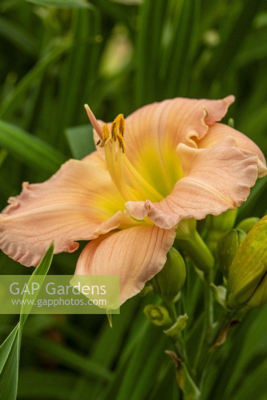 Hemerocallis 'Oy Vey' - RHS Hampton Court Palace Garden Festival 2023 - Brookfield Plants