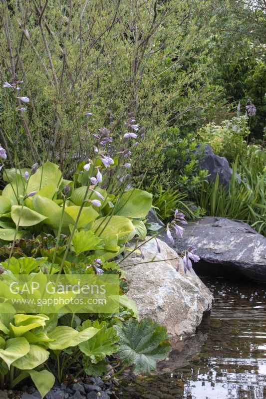 A pool with rocks and marginal planting including Hosta 'Sum and Substance' and Darmera peltata - Cancer Research UK Legacy Garden - designer Paul Hervey-Brookes - RHS Hampton Court Flower Palace Garden Festival 2023.