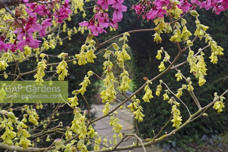 Corylopsis pauciflora - Winter Hazel and Prunus 'Collingwood Ingram'  in flower March Spring