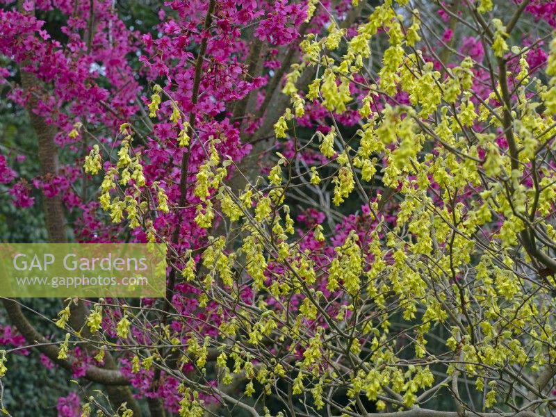 Corylopsis pauciflora - Winter Hazel and Prunus 'Collingwood Ingram'  in flower March Spring