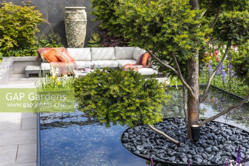 Trimmed topiary yew tree placed in the middle of a water feature in a modern garden. Tree container filled with decorative black pebbles Designer: Kevin Dennis, Bord Bia Bloom 2023