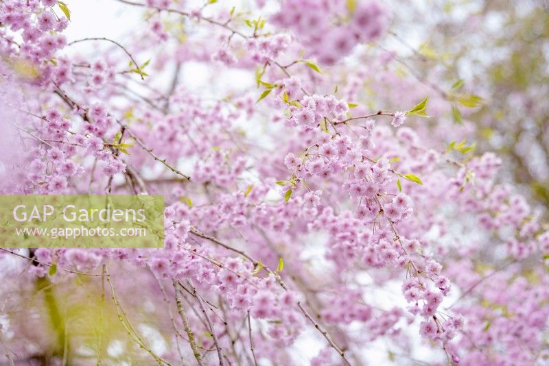 Prunus serrulata 'Pendula Plena Rosea', double weeping cherry tree.
April blooms.