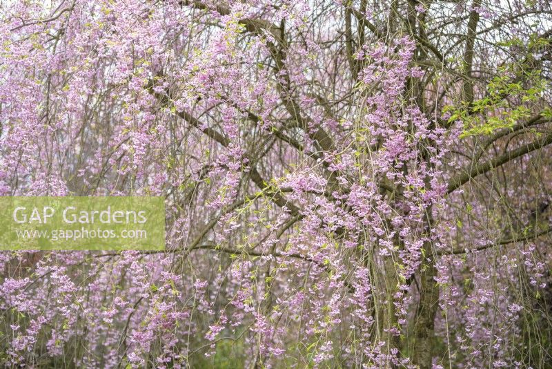 Prunus serrulata 'Pendula Plena Rosea', double weeping cherry tree.
April blooms.