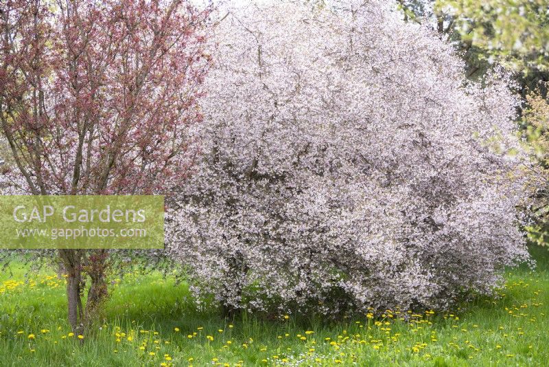 Prunus subhirtella 'Hally Jolivette', winter-flowering cherry, rosebud cherry in full bloom.
April