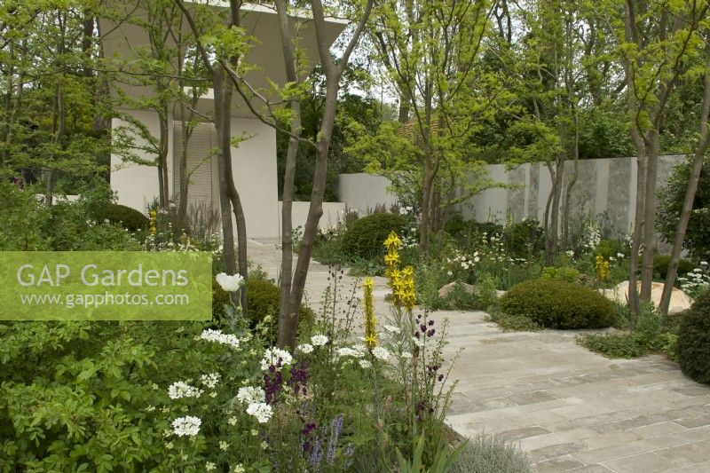 RHS Chelsea Flower Show 2023 - Pathway through borders  featuring perennial planting amongst Gleditsia trees  -  Memoria  and  GreenAcres Transcendence Garden designed by Gavin McWilliam and Andrew Wilson Silver-gilt