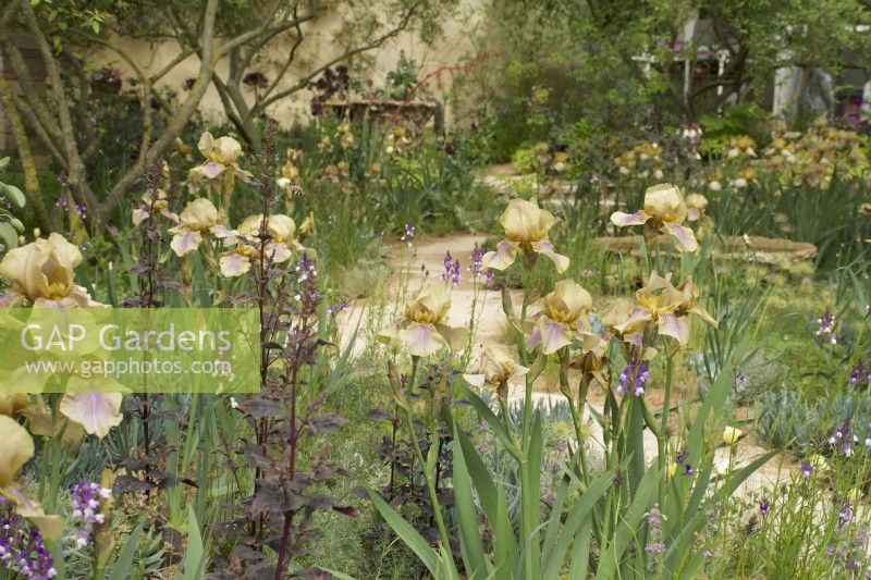 RHS Chelsea Flower Show 2023  - Pathway through mixed borders with iris Benton Olive and dark leaved Atriplex hortensis in The Nurture Landscapes Garden designed by Sarah Price Gold