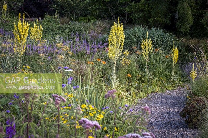 Verbascum olympicum stands tall amidst other perennials and grasses in summer borders either side of a winding gravel path