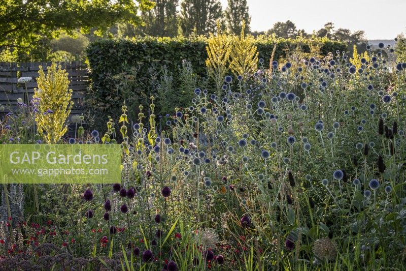 Echinops ritro 'Veitch's Blue' and Verbascum olympicum in a late summer dry garden border
