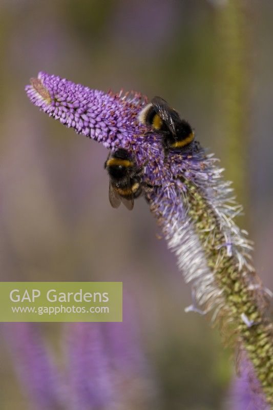 Veronicastrum virginicum 'Fascination' with bumble bees