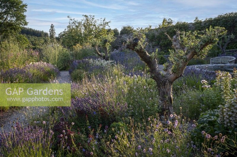 Bee friendly clumps of Lavender and other herbs surround an olive tree in late summer informal beds at The Walled Garden, Staverton, Devon