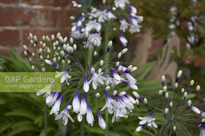Agapanthus 'Twister' - African Lily - summer