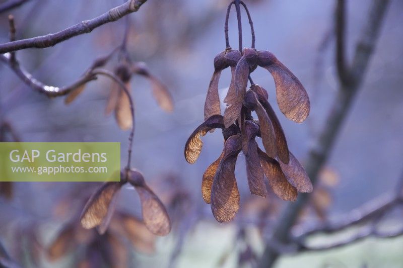 Acer pseudoplatanus fruits  - Sycamore Tree - Autumn
