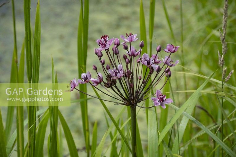 Butomus Umbellatus - flowering rush - summer