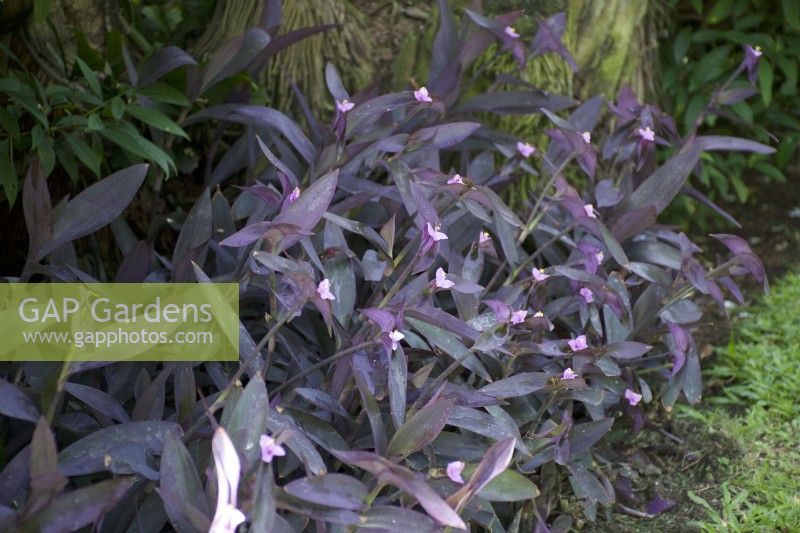 Tradescantia pallida - Purple Heart spiderwort - Growing in St Lucia in Spring