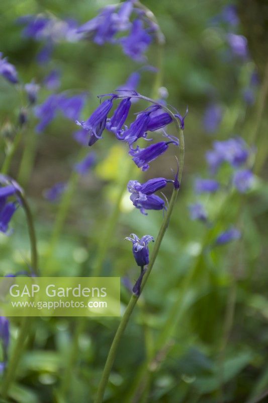 Hyacinthoides non-scripta - English bluebell  - spring