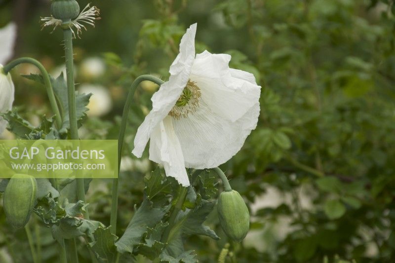 Papaver somnifera 'Sissinghurst White' - poppy - summer