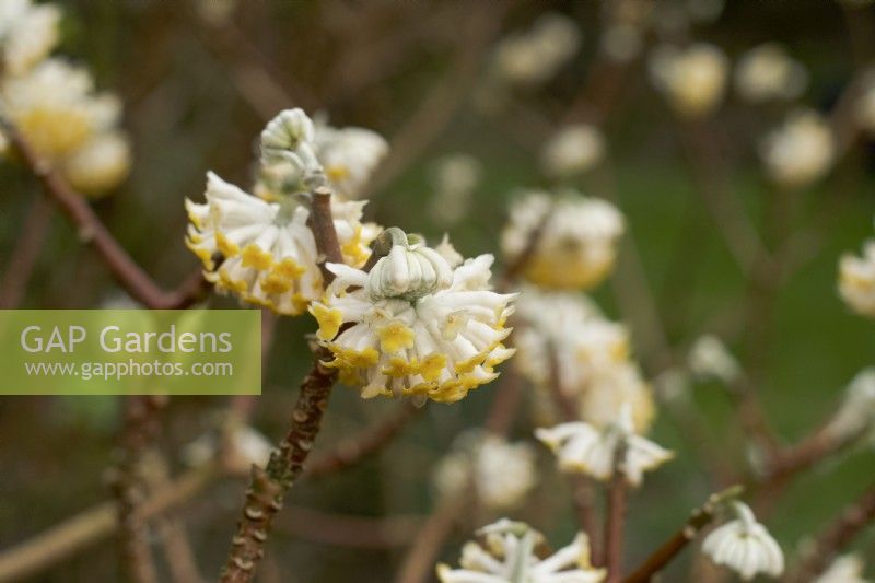 Edgeworthia chrysantha - paper bush - shrub - winter