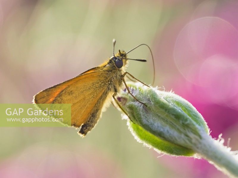 Thymelicus lineola - Essex skipper butterfly drinking dew from lychnis bud