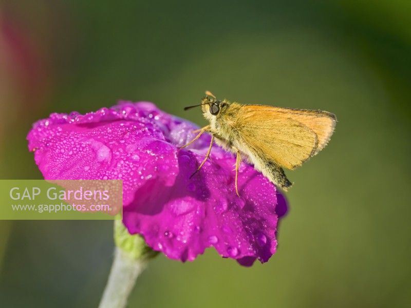 Thymelicus lineola - Essex skipper butterfly resting on lychnis bud