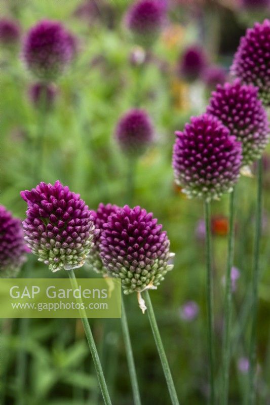 Allium sphaerocephalon - round-headed garlic - July 