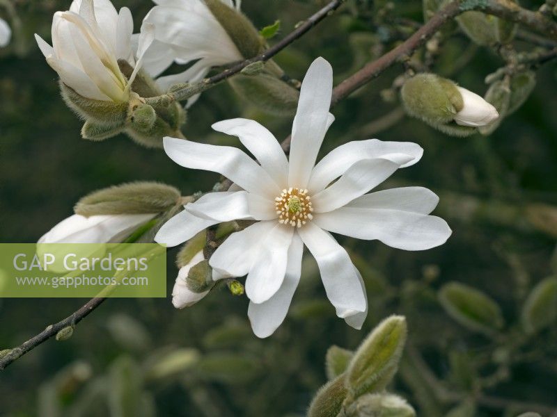 Magnolia Stellata flower Mid March