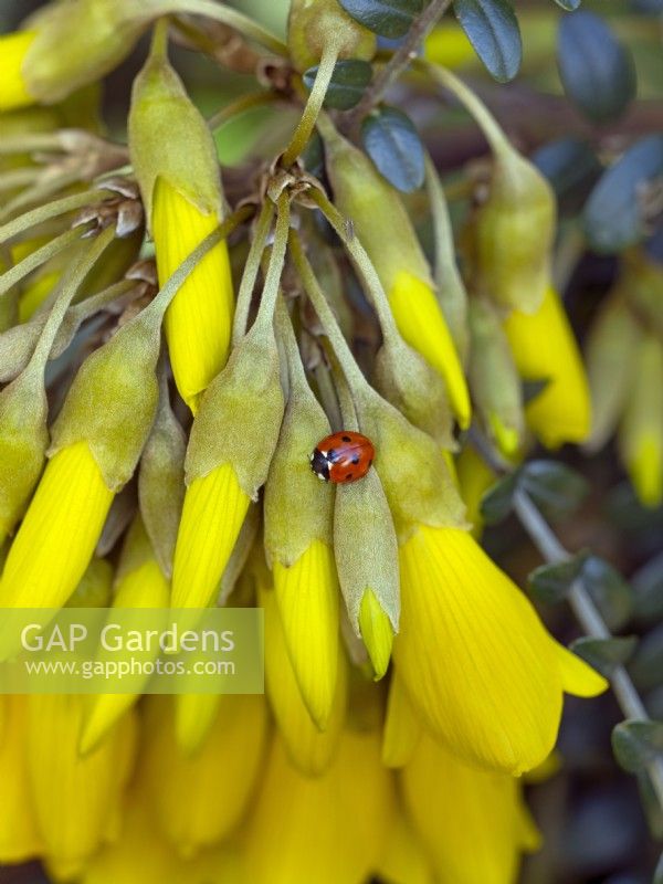 Sophora tetraptera - Kowhai  and  Seven-spot ladybird Coccinella punctata  in flower Mid march 