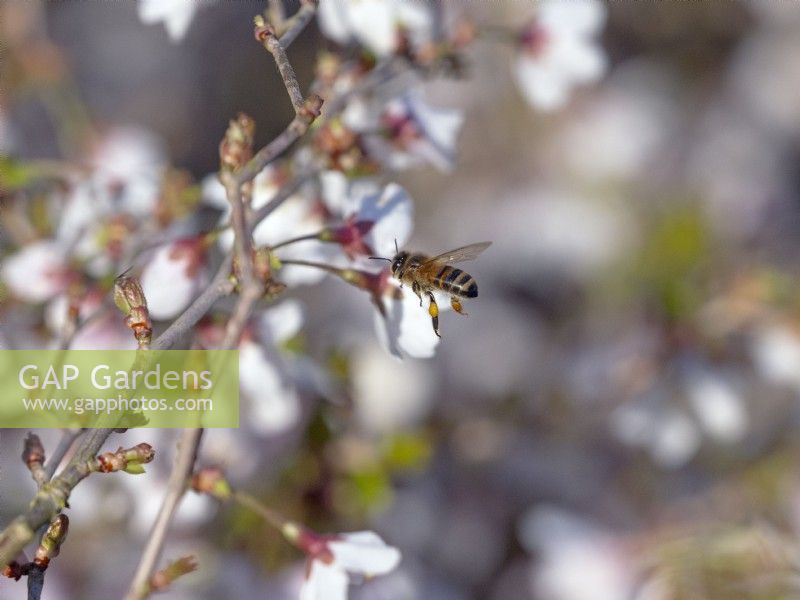 Honey bee Apis mellifera  feeding on Prunus nipponica 'Brilliant' in flower Mid March early Spring