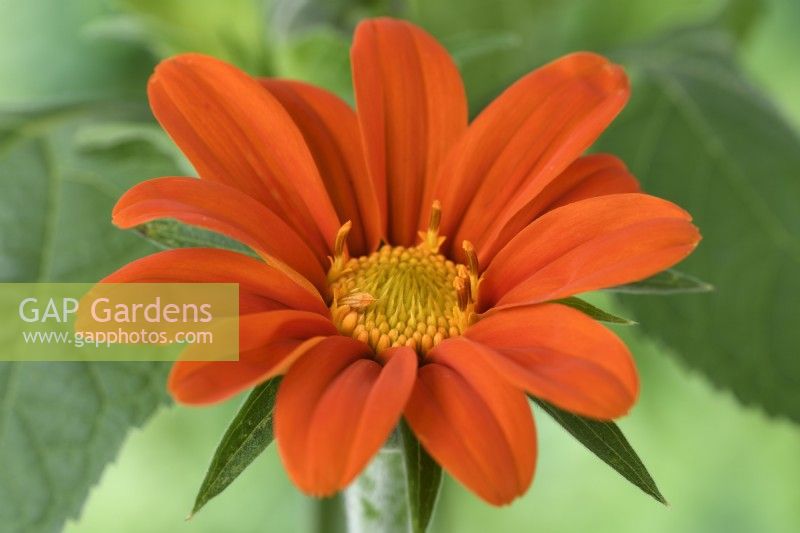 Tithonia  'Torchlight'  Mexican Sunflower  September