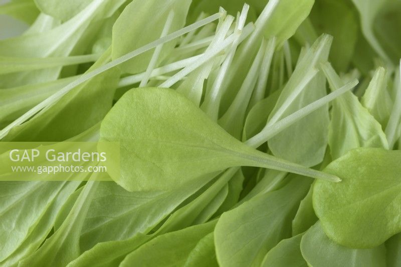 Lactuca sativa  'Gustav's Salad'  Lettuce seedlings cut for young salad leaves  September