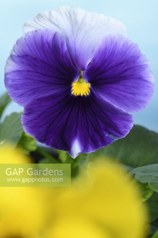 Viola x wittrockiana  'Frizzle Sizzle Mix'  Pansy  Frizzle Sizzle Series  One colour from mix  November