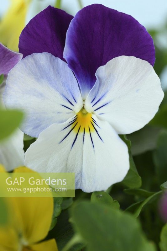 Viola x wittrockiana  Cool Wave Series  Pansy  One colour from mix  November
