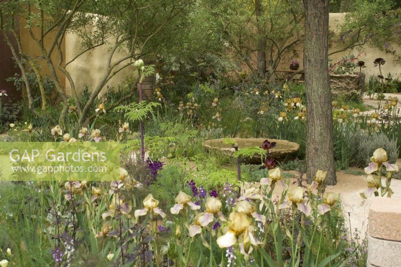 RHS Chelsea Flower Show 2023 The Nurture Landscapes Garden designed by Sarah Price. In the foreground a bed of Iris
Benton Olive and Benton Susan
