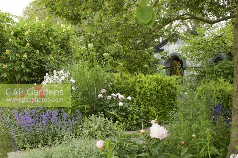 RHS Chelsea Flower Show 2023  Paeonia, Salvia and Hesperis planted at corner of a bed with flowering Aesculus flava - Buckeye behind' in the Myeloma UK A Life Worth Living Garden designed by Chris Beardshaw Gold Medal