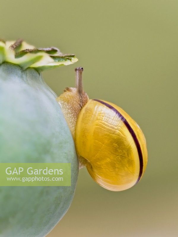 Cepea hortensis - White-lipped banded snail on poppy seedhead