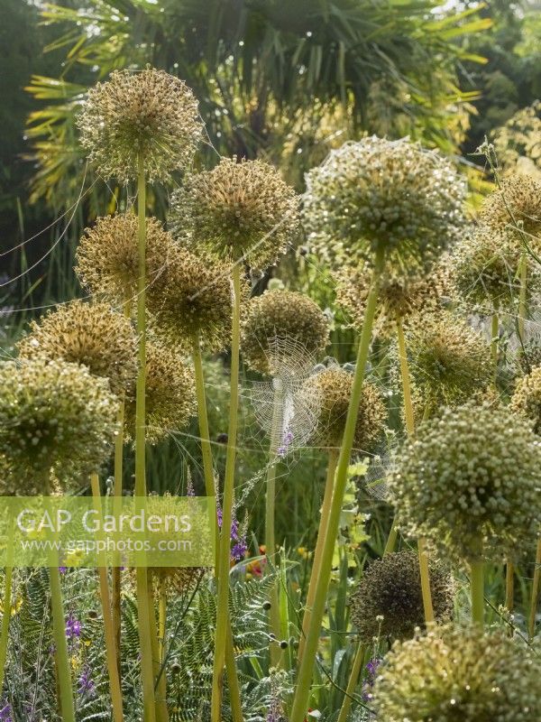 Allium seedheads with dewy garden spider webs