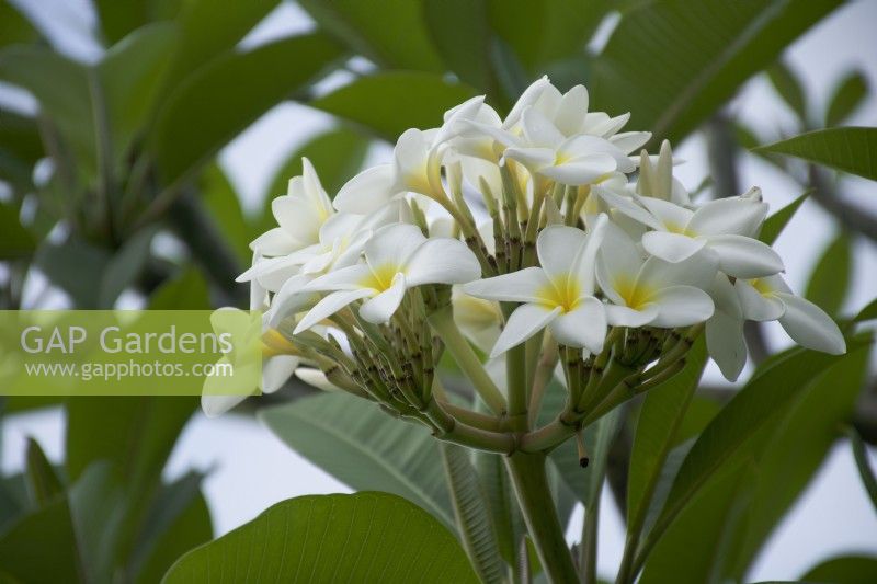 Frangipani growing in St Lucia in spring