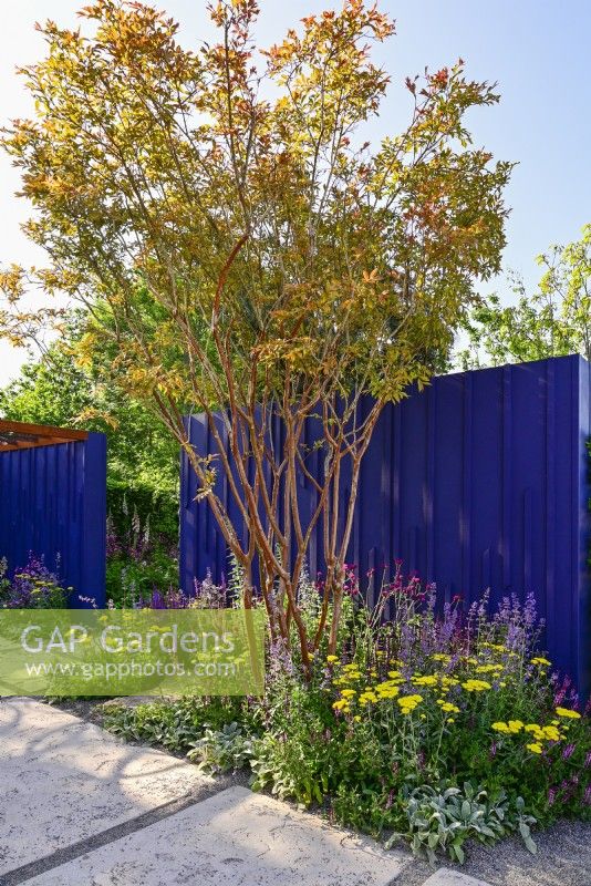 Multi-stem Lagerstroemia indica underplanted with Achillea millefolium 'Moonshine', Nepeta faassenii 'Junior Walker, Salvias nemorosa 'Caradonna Pink', 'Amethyst'  on the background of a navy blue painted panels and  path with an original leaves design. June
Bord Bia Bloom, Dublin
Designer: Jane McCorkell

