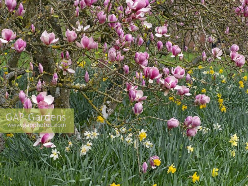 Magnolia x soulangeana 'Rustic Rubra' underplanted with Daffodils Spring Late March