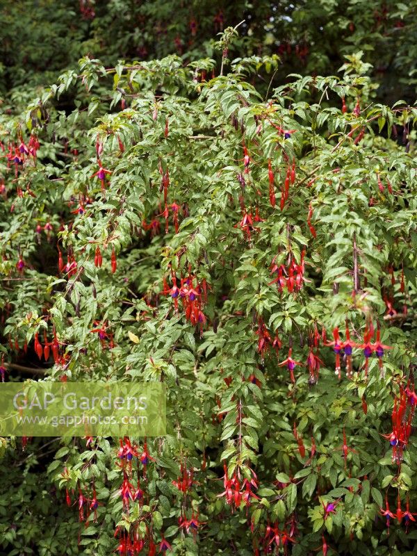 Fuchsia magellanica Bernisser Hardy, summer June